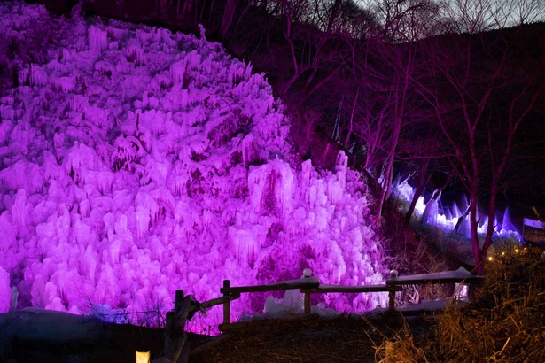 斜面の一面の氷柱がピンク色にライトアップ