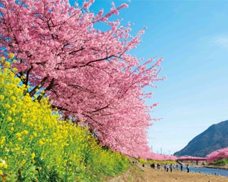 一足早い春の訪れを告げる！静岡県河津町で｢第29回河津桜まつり｣開催