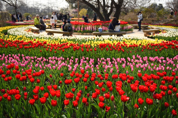 あしかがフワラーパークでは、4月に約2万球のチューリップが鮮やかに園内を彩り来場者を和ます