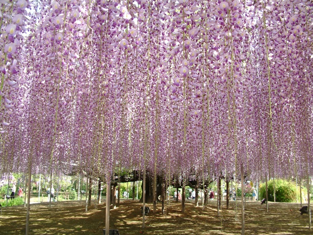 栃木県指定天然記念物を含むさまざまな種類の藤の花が壮観！