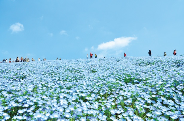 4月中旬～5月上旬は約450万本ものネモフィラが、“みはらしの丘”を青一色に染める