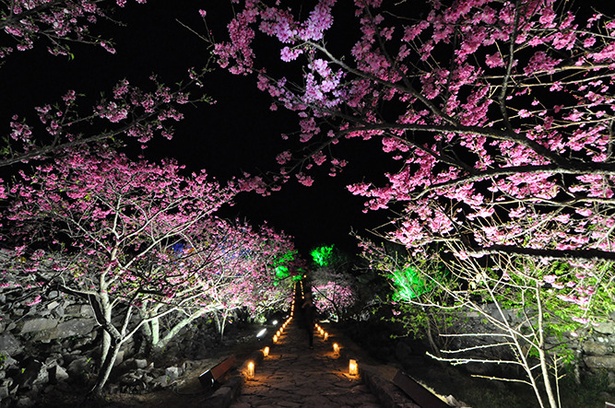 春を待ちきれない人に見てもらいたい 沖縄の 散らない 早咲き桜 寒緋桜 って ウォーカープラス