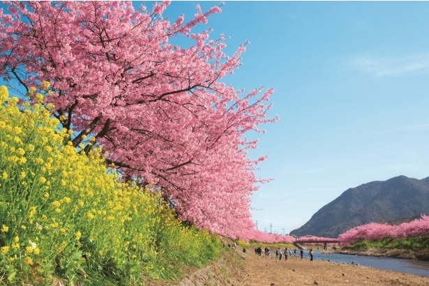 河津川沿いには約850本、全体では約8000本の河津桜が咲き誇る