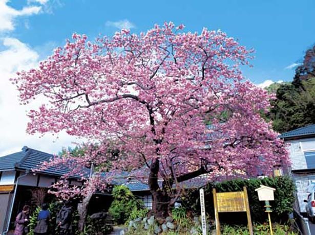 河津桜の原木