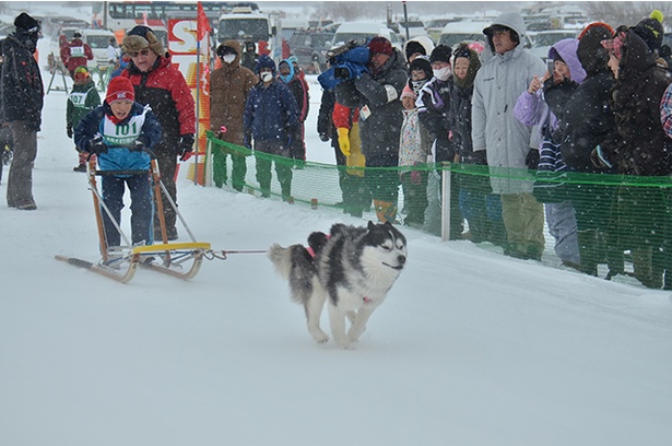 【写真を見る】犬達は吹雪もなんのその！それを観戦する人間のほうが寒さに耐えられるかが問題だ