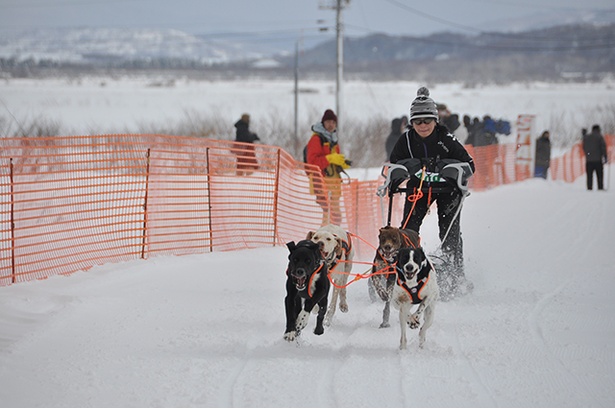 雪を蹴散らして駆け抜ける犬達と手綱を握るマッシャー(操縦者)のチームワークは必見