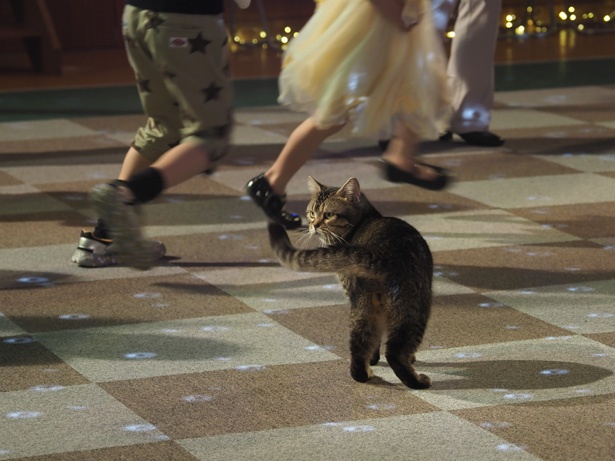 岩合光昭写真展「ねことじいちゃん」より