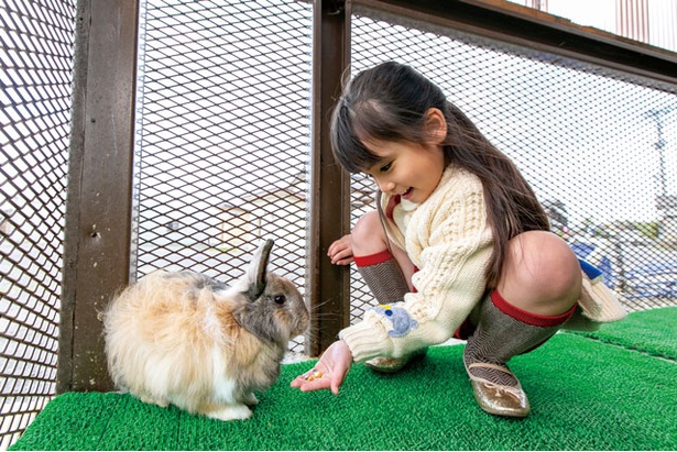 【写真を見る】アクトいちごファーム / ヤギ、ウサギ、アヒルを農園の受付で飼育