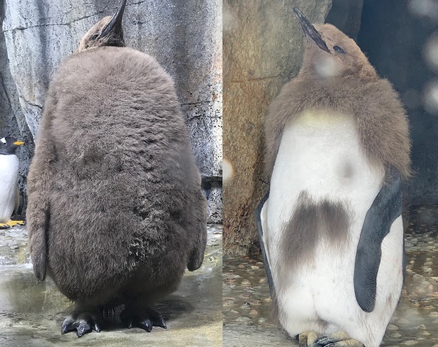 中に人 で話題の大きすぎるペンギンのヒナ セレブ感あふれる今の姿も衝撃的なかわいさ ウォーカープラス