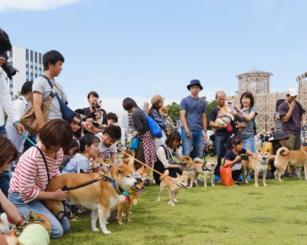 愛犬家集合！わんこマルシェ「わんだらけ」が今年も名古屋港で開催!!しつけ教室や犬種別オフ会も