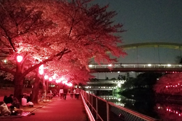 ライトアップされた夜桜が約1kmにわたって続く「荒子川公園」(@arakogawa_p)