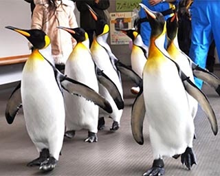 園内を行進するのは冬の間だけ！島根県・しまね海洋館アクアスでペンギンパレード