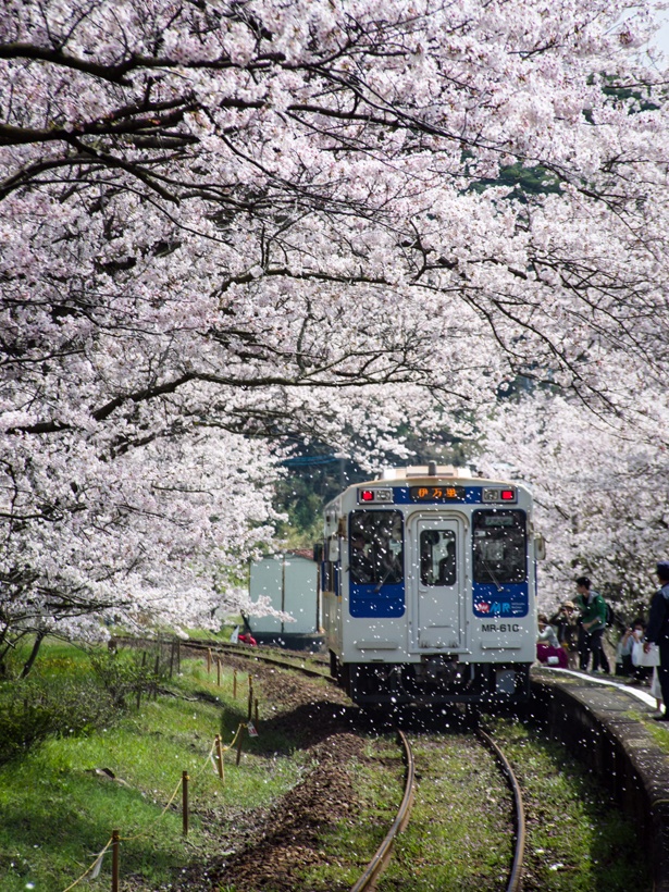 松浦鉄道・浦ノ崎駅の桜