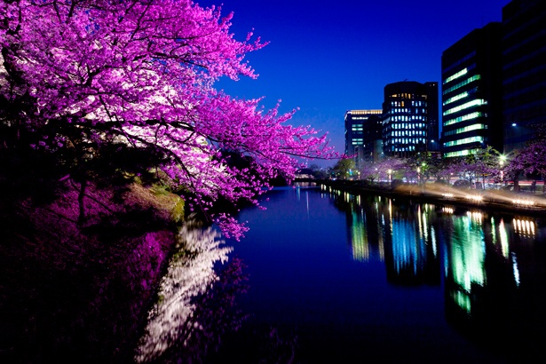 福岡城跡の夜桜