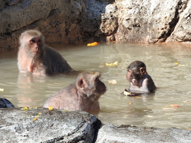 かわいいサルの入浴姿は必見 東武動物公園で サル山の露天風呂 開催中 ウォーカープラス