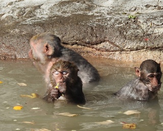 かわいいサルの入浴姿は必見！東武動物公園で「サル山の露天風呂」開催中