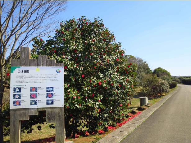 【写真を見る】秋から春にかけて約400品種・1000本の椿が開花する屋外つばき園