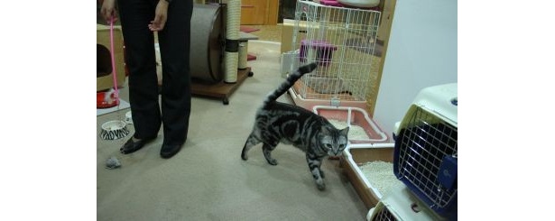 猫専用ルームで自由に遊ぶネコちゃん