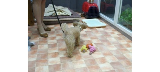 犬専用ルームも！