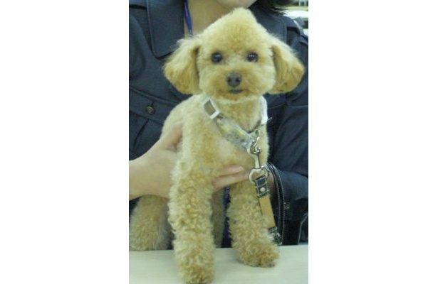 マース ・ジャパン リミテッドでは「ペディグリー保護犬救済プロジェクト」を実施しており、年間10万頭にも及ぶ保護犬を幸せにするべく、子どもへの絵本の読み聞かせや、英国寄付サイトとのコラボ活動を行っている
