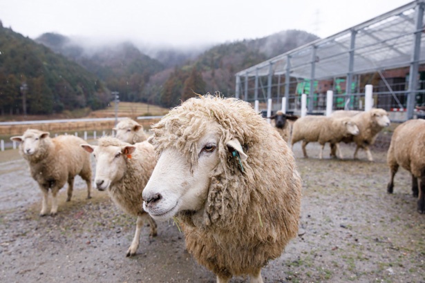 「羊のふれあい牧場」でショーンと同じサフォーク種と触れ合う
