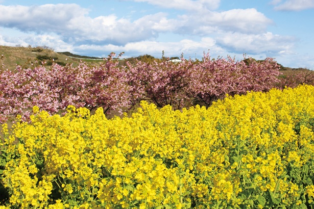 菜の花と河津桜がコラボした風景が大人気！3月上旬に訪れると見られるかも！/「観光農園花ひろば」