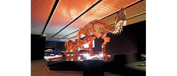 11/28日まで開催中!「地球最古の恐竜展」がスゴイ！
