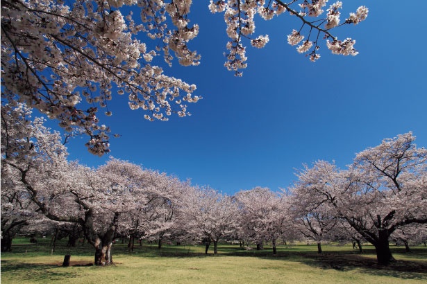 園内のほぼ中心に広がる「みんなの原っぱ」の北側にある「桜の園」。「花木園」の桜もきれい/国営昭和記念公園