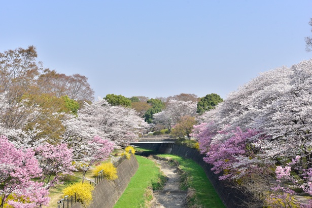 【写真を見る】花々のコラボが美しい「ふれあい橋」周辺。 ほか、園内に流れる川沿いに見どころが多い/国営昭和記念公園