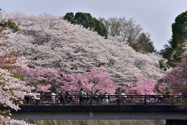 「ふれあい橋」と「さくら橋」の間も見事な美しさ。散策しながらゆっくり鑑賞して/国営昭和記念公園