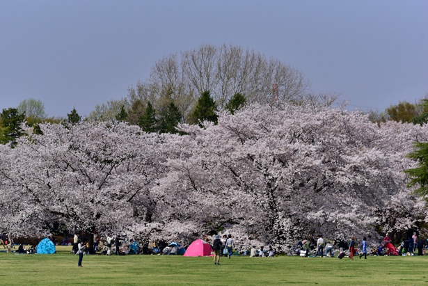 桜が見頃を迎える時期には、多彩なイベントも実施される/国営昭和記念公園