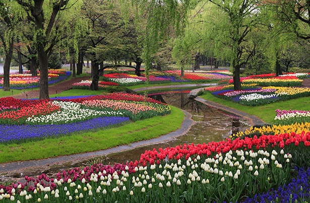 「渓流広場」に咲く約22万球のチューリップも見逃せない/国営昭和記念公園
