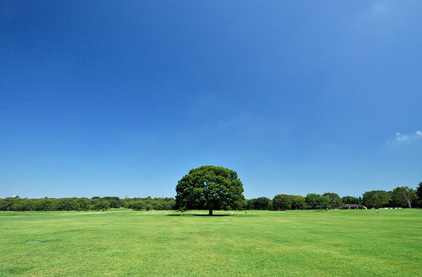 「みんなの原っぱ」は東京ドームが2つ入る広さ/国営昭和記念公園