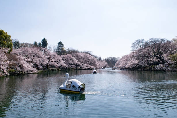 池の周りには約250本もの桜が枝を広げ、息をのむほど美しい/井の頭恩賜公園