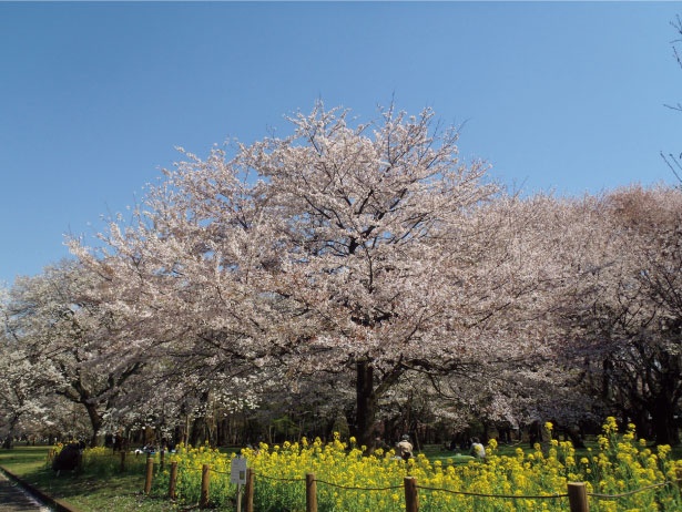 ベニシダレの濃いピンク色と、菜の花の黄色のコンビネーションが美しい/小金井公園