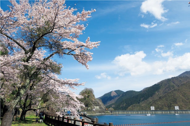 湖の周りに桜が咲く。自然に囲まれ都心とはひと味違うお花見を/奥多摩湖