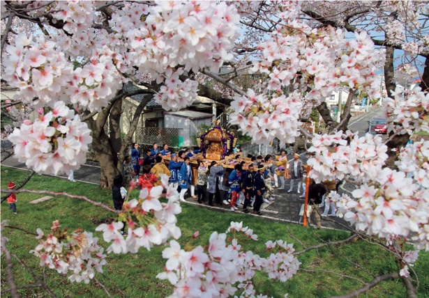 福生市で一番の桜の名所。満開の桜が頭上を覆い尽くす/多摩川堤防沿い ふっさ桜並木