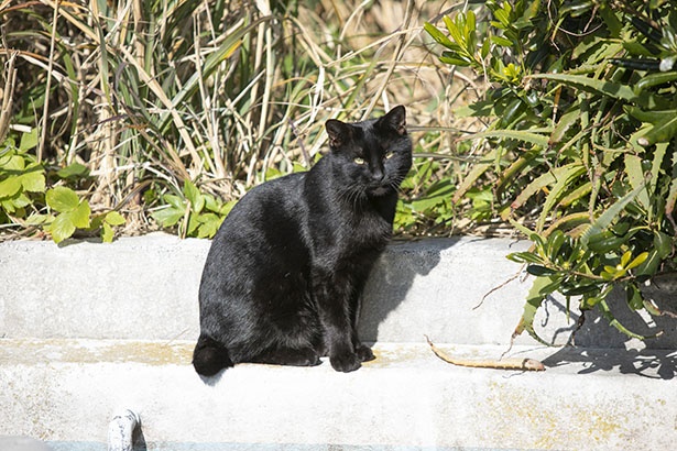 城ヶ島灯台で黒ネコ発見！寒い日は日向でポカポカ