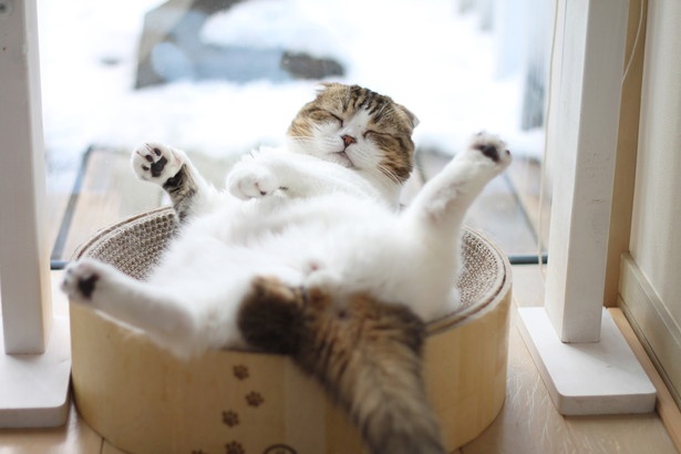 気持ち良さそう