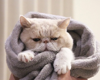 【明日スタート！】総フォロワー数300万人超え！“スター猫”たちが大集合する「ねこ休み展 in 名古屋」の猫たちをチラ見せ!!