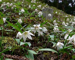 絶滅危惧種に指定されているほどの希少植物！島根県で「イズモコバイモ祭り2019」開催