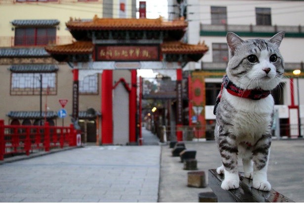 旅猫ニャン吉が行く！日本絶景旅＠長崎