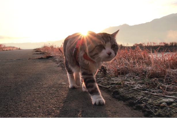 旅猫ニャン吉が行く！日本絶景旅＠熊本