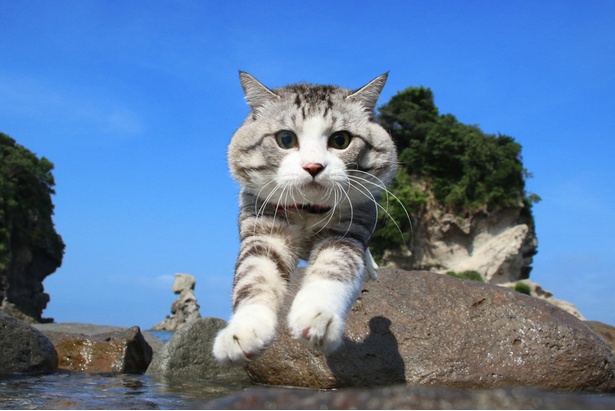 旅猫ニャン吉が行く！日本絶景旅＠鹿児島
