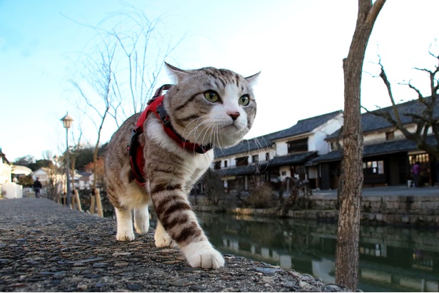 旅猫ニャン吉が行く！日本絶景旅＠岡山