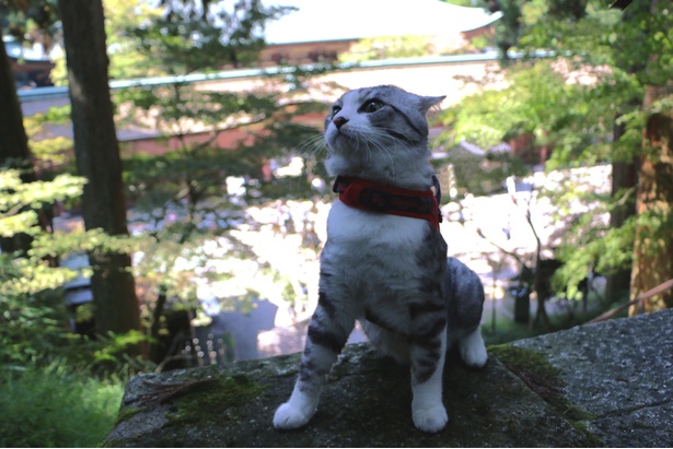 旅猫ニャン吉が行く！日本絶景旅＠滋賀