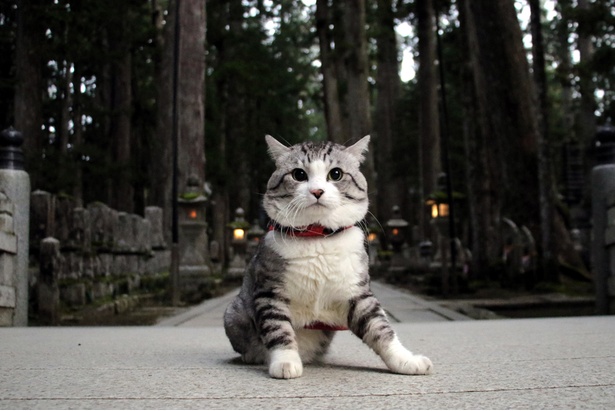 旅猫ニャン吉が行く！日本絶景旅＠和歌山