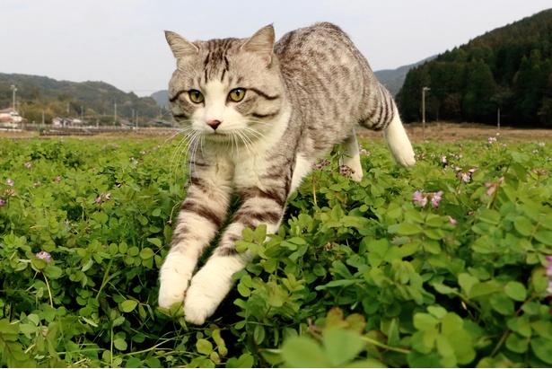 旅猫ニャン吉が行く！日本絶景旅＠鹿児島