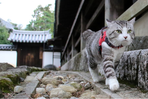 旅猫ニャン吉が行く！日本絶景旅＠奈良