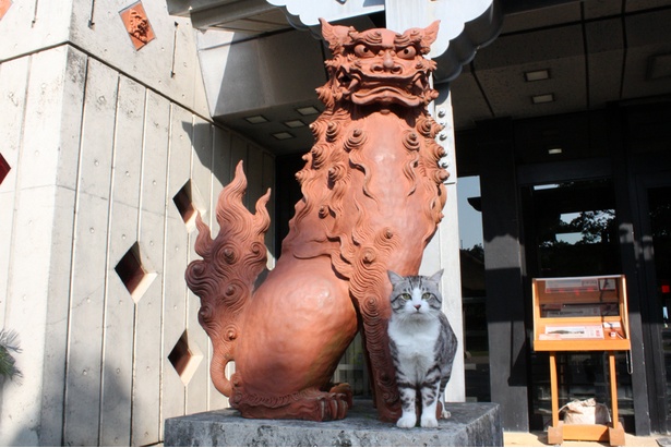 旅猫ニャン吉が行く！日本絶景旅＠沖縄